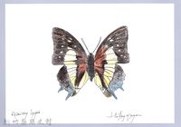 藏品(泰雅文物畫冊2-44狹翅豹紋尺蛾)的圖片