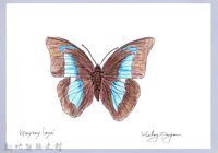 藏品(泰雅文物畫冊2-47眉紋天蠶蛾)的圖片