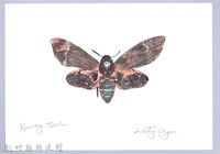 藏品(泰雅文物畫冊2-50鬼臉天蛾)的圖片