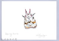 藏品(泰雅文物畫冊2-51擬三色星燈蛾)的圖片