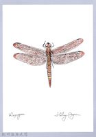 藏品(泰雅文物畫冊2-54硃紅蜻蜓)的圖片