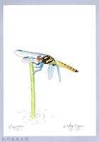 藏品(泰雅文物畫冊2-57樹穴蜻蜓)的圖片