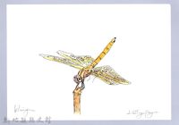 藏品(泰雅文物畫冊2-58褐斑蜻蜓)的圖片