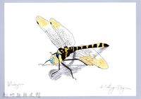 藏品(泰雅文物畫冊3-4琥珀蜻蜓)的圖片