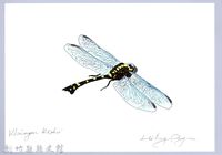 藏品(泰雅文物畫冊3-6海南春蜓)的圖片