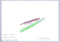 藏品(泰雅文物畫冊3-9白粉細蟌)的圖片