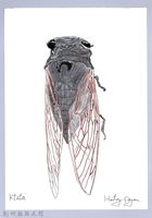 藏品(泰雅文物畫冊3-11紅脈熊蟬)的圖片