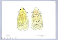 藏品(泰雅文物畫冊3-13葉蟬-2)的圖片