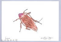 藏品(泰雅文物畫冊3-22棕色家蠊)的圖片