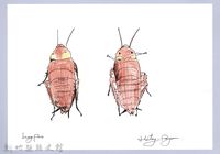 藏品(泰雅文物畫冊3-23美洲家蠊)的圖片