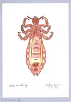 藏品(泰雅文物畫冊3-36頭蝨-2)的圖片