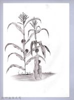 藏品(黑帶巴彥畫冊-68作物耕種：玉米)的圖片