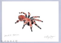 藏品(泰雅文物畫冊3-14墨西哥紅膝頭)的圖片