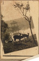 藏品(劉興熙日本遊學參訪奈良公園照片)的圖片