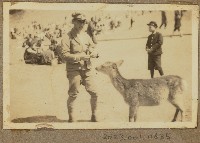 藏品(劉興熙同學奈良公園餵食野鹿照片)的圖片