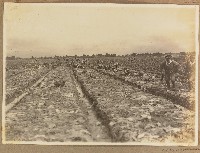 藏品(宜蘭農林學校雨中軍訓演習照片)的圖片