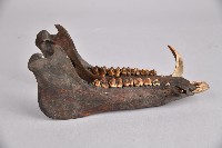 藏品(山豬下頷骨)的圖片