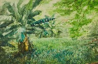 藏品(芭蕉)的圖片