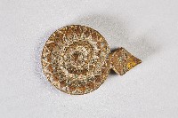 藏品(百步蛇紋蠟板)的圖片