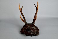 藏品(鹿角製山地頭目祭刀架)的圖片