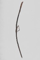 藏品(彎曲長槍)的圖片