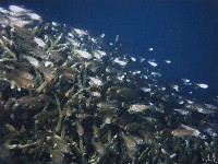 藏品(箭天竺鯛)的圖片