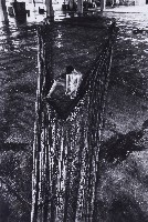 藏品(補網)的圖片