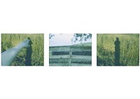 藏品(無題)的圖片