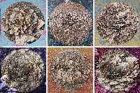 藏品(牡丹)的圖片