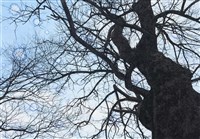 藏品(20164)的圖片