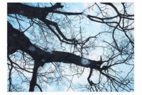 藏品(20165)的圖片