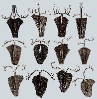 藏品(珍惜)的圖片