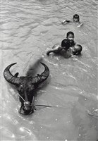 藏品(與牛共舞/屏東美濃-1)的圖片