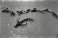 藏品(水牛沐浴)的圖片