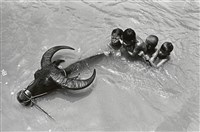 藏品(與牛共舞/屏東美濃-2)的圖片