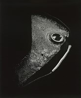 藏品(造型Form)的圖片