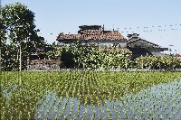 藏品(稻田)的圖片