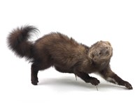 藏品(漁貂)的圖片