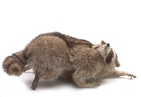 藏品(浣熊)的圖片