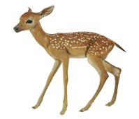 藏品(白尾鹿)的圖片