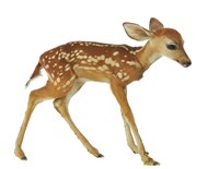 藏品(白尾鹿)的圖片