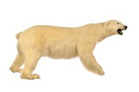 藏品(北極熊)的圖片