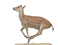 藏品(梅花鹿)的圖片