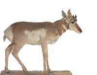 藏品(北美叉角羚)的圖片