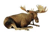 藏品(阿拉斯加麋鹿（阿拉斯加駝鹿）)的圖片