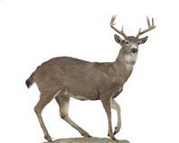 藏品(騾鹿)的圖片