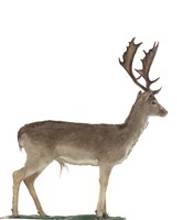 藏品(黇鹿)的圖片