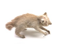 藏品(浣熊)的圖片