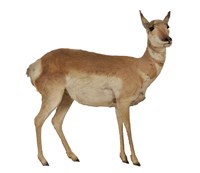 藏品(北美叉角羚)的圖片