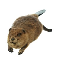 藏品(美洲河狸)的圖片